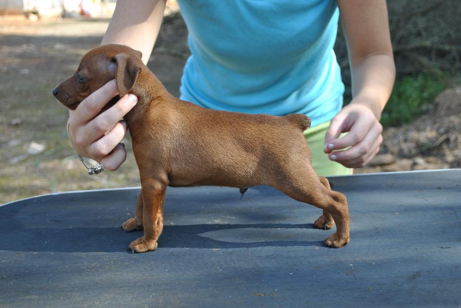 Excelente Camada Pinscher Miniatura