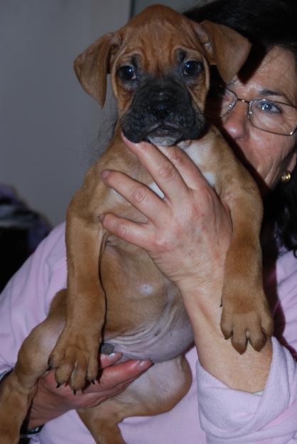 preciosa camada de BOXER CANELAS Y ATIGRADOS CON PEDIGREE 350 EUROS