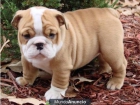 REGALO gratis BULLDOG INGLES EXCELENTES LINEAS - mejor precio | unprecio.es