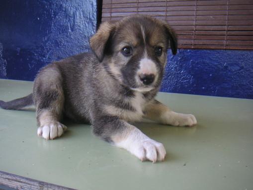 Sisdi una cachorrita de un mes que necesita un hogar