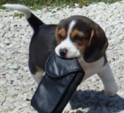 Tremendo cachorros de Beagle! - mejor precio | unprecio.es