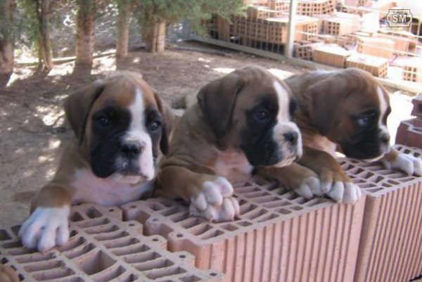 Boxer ideales para exposicion afijo de los Omeyas.