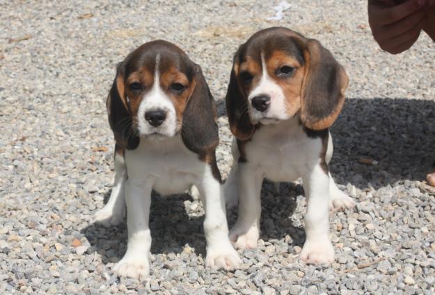 Camada Beagle 250€