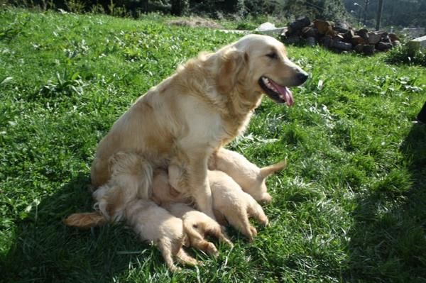 Camada Golden Retriever