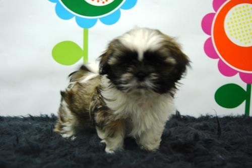 EN  www.animalflower.com   OFRECEMOS GARANTIAS SANITARIAS POR ESCRITO   _ SHIHTZU _  HA UN BUEN PRECIO