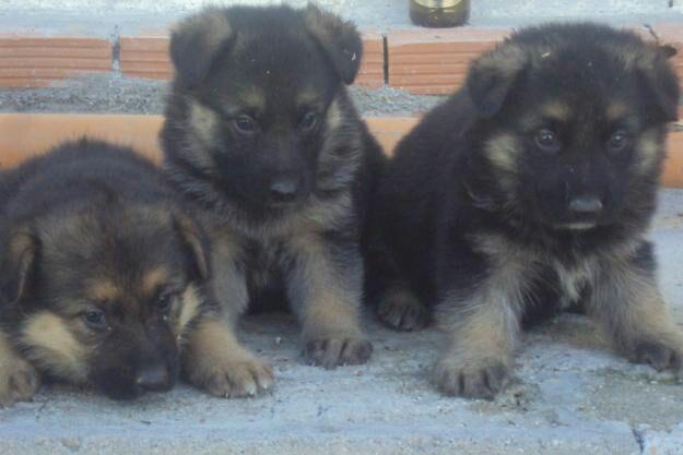 interesante camada de cachorros pastor aleman