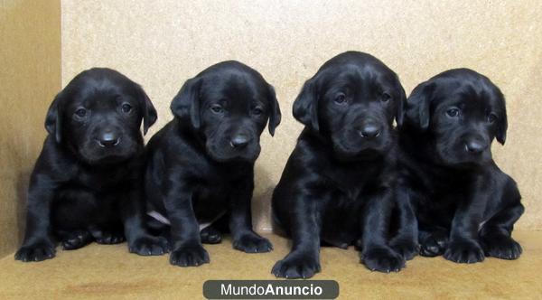 LABRADORES RETRIEVER, NEGROS  200€