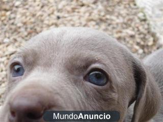 Preciosos cachorros de weimaraner