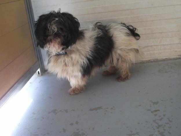 Sacha, pequeña shih tzu en adopción-MURCIA‏