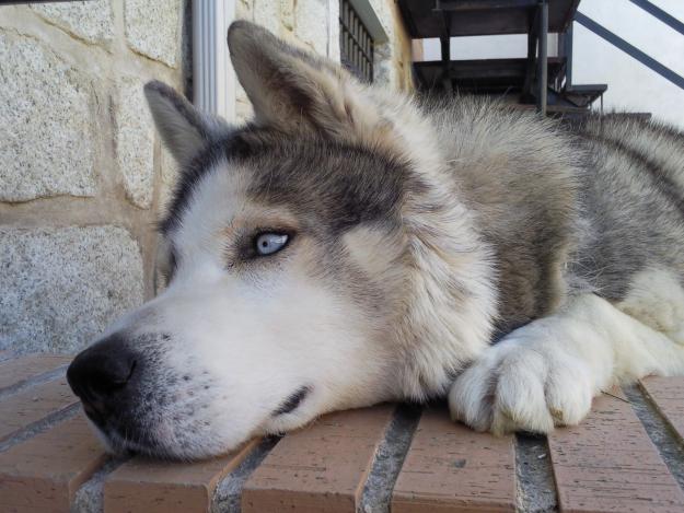 se ofrece perro siberiano malamute para cruza