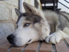 se ofrece perro siberiano malamute para cruza - mejor precio | unprecio.es