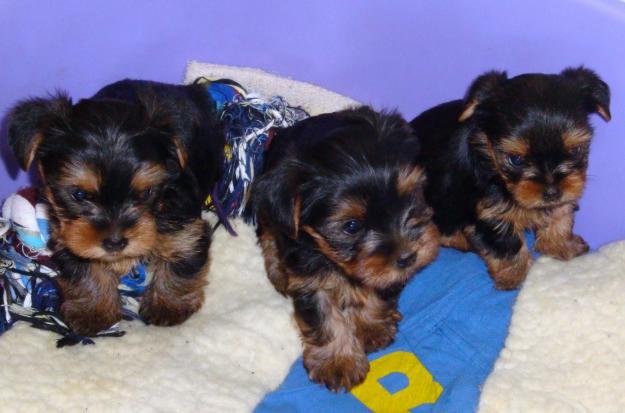 Se venden dos cachorros Yorkshire Terrier con pedigree.