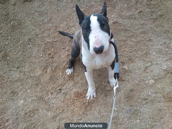 Vendo Bull terrier de 8 meses