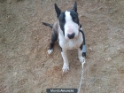 Vendo Bull terrier de 8 meses - mejor precio | unprecio.es