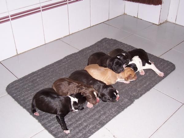 Cachorros de Pointer