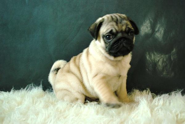 Carlinos pug Cachorros Disponibles con 2 meses