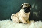 Carlinos pug Cachorros Disponibles con 2 meses - mejor precio | unprecio.es