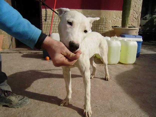 CUQUI-PRECIOSA MESTIZA DE BULLTERRIER EN ADOPCION-MURCIA‏