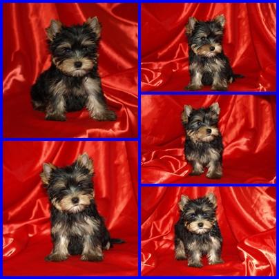 Excelente macho Yorkshire Terrier