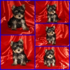 Excelente macho Yorkshire Terrier - mejor precio | unprecio.es