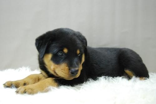 Rottweiler - Preciosos Ejemplares - Nueva Camada Disponible