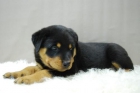 Rottweiler - Preciosos Ejemplares - Nueva Camada Disponible - mejor precio | unprecio.es