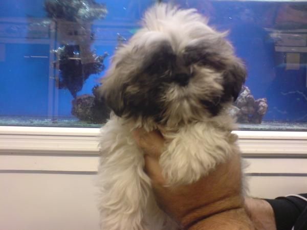 SHIH TZU CACHORROS EN VENTA