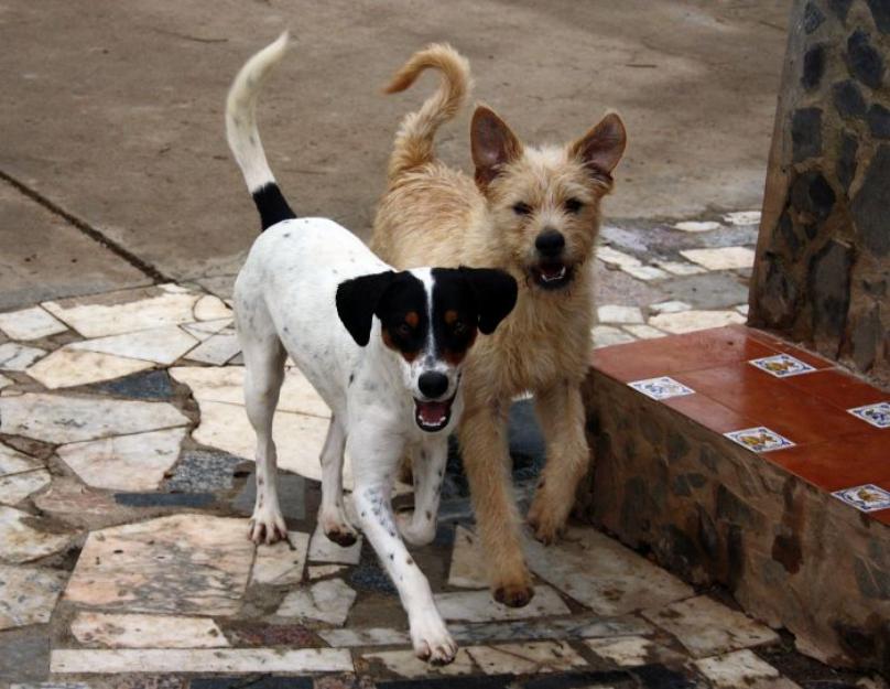 BAMBÚ, bodeguero en adopción