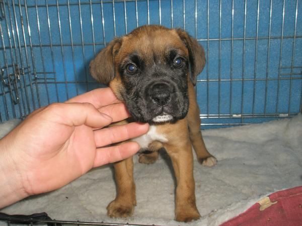 BOXER CACHORROS PRECIOSOS A 250 EUROS