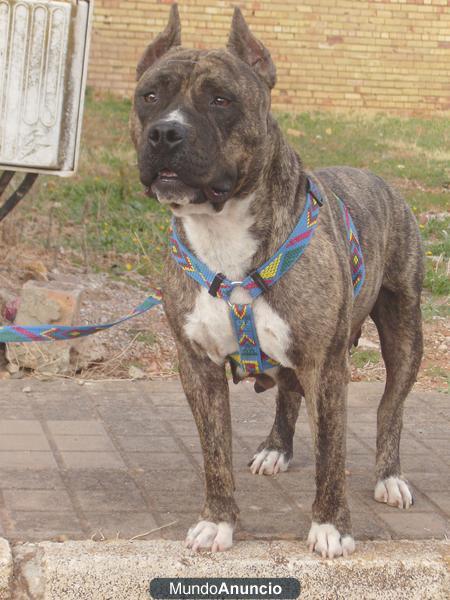 cachorros de american estanford