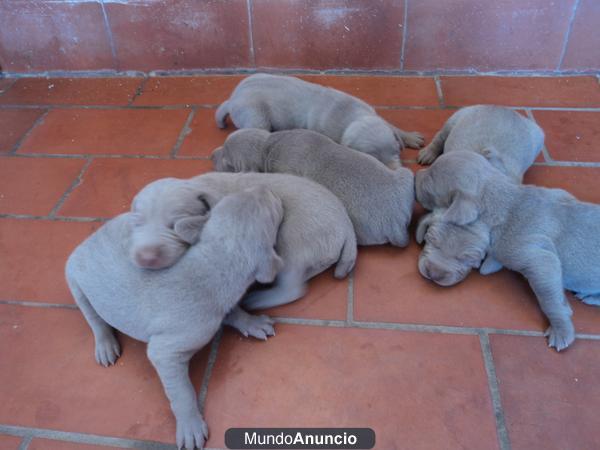 Cachorros de braco de weimar