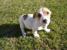 Cachorros JACK RUSSELL con PEDIGREE  120