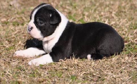 Fantasticos cachorros boston con excelente pedigree 100 euros