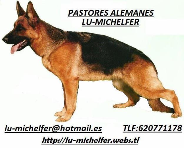 pastores alemanes LU-MICHELFER