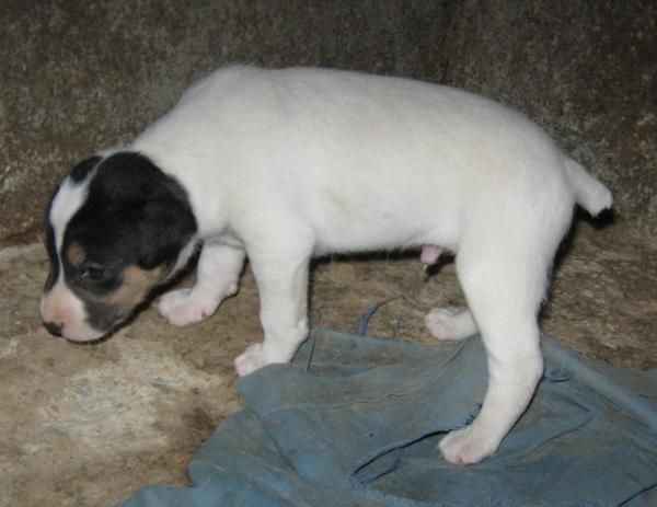 se vende bodeguero ratonero andaluz