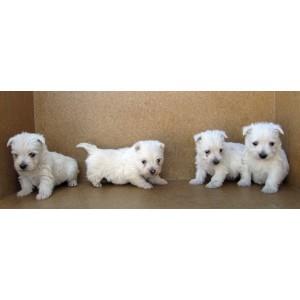 westies 265€