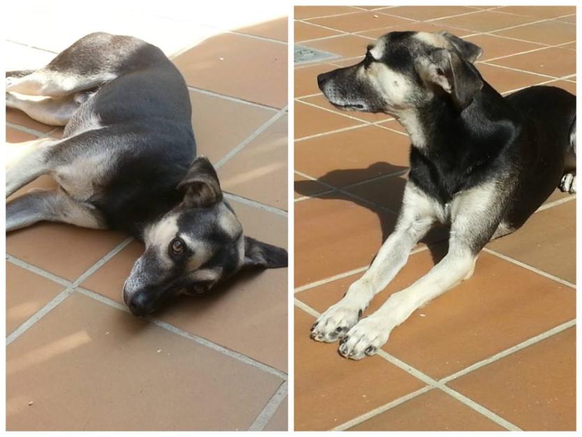 Se da perro en Adopción