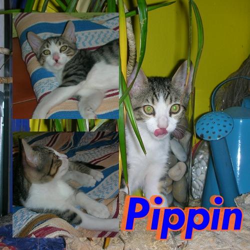 Pippin.Un pequeño pillo en adopción