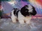 Cachorretes de Shih Tzu con pedigri - 450 - - mejor precio | unprecio.es