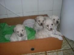 cachorritos blancos de caniche toy