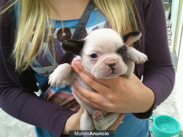 cachorros a los mejores precios