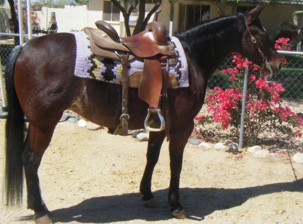 un descendiente de los grandes caballos no sólo para usted