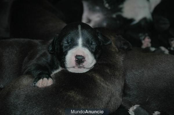 VENDO EXCELENTE CAMADA AMERICAN PIT BULL