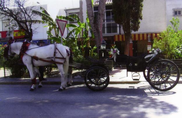 ALQUILER COCHES DE CABALLOS PARA BODAS Y TODO TIPO DE EVENTOS