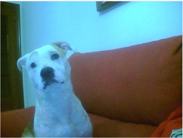 AMERICAN STAFFORDSHIRE para montas