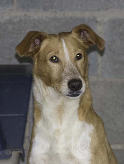 Ansara, cruce galgo-podenco en adopción. (Córdoba)