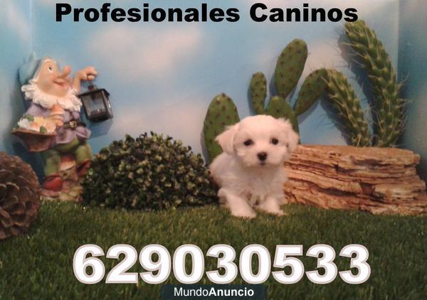 Bichon Maltes mini, pedigree y  calidad desde 280€