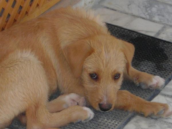 BRUNO, cachorro de ojos preciosos - 3 meses