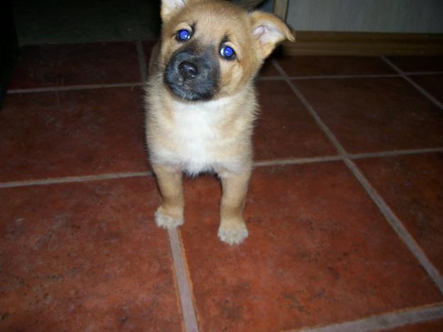 CACHORRITOS DE 2 MESES TAMAÑO PEQUEÑO en adopción