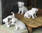 cachorros jack russell barcelona 390 - mejor precio | unprecio.es